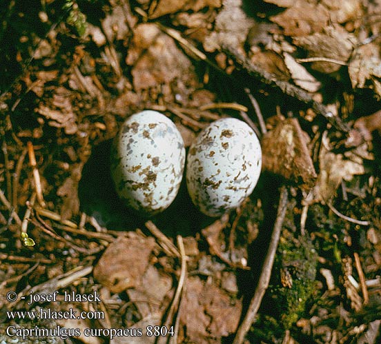 Caprimulgus europaeus 8804