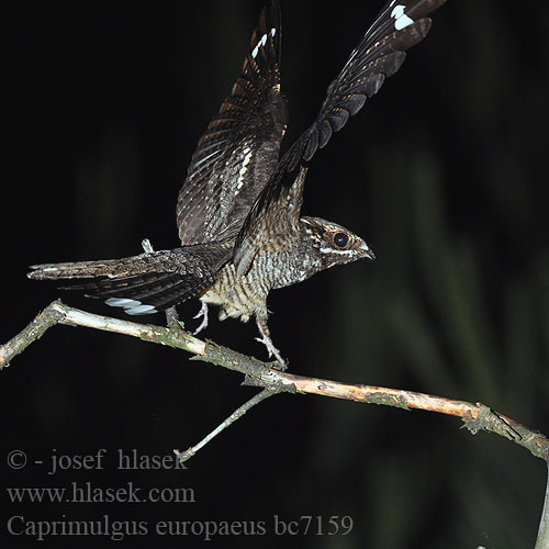 Lelek lesný obyčajný Podhujka Leganj mracnjak Lappantyúfélék Európai lappantyú Lelek kozodój Caprimulgus europaeus Nightjar Ziegenmelker Nachtschwalbe Engoulevent d'Europe Chotacabras Gris Lelek lesní kozodoj Natravn Nachtzwaluw Kehrääjä Succiacapre Nattravn Nattskärra 欧夜鹰 Козодой обыкновенный ヨアロッパヨタカ السُّبَد Γιδοβύζι Noitibó Europa Дрімлюга Europese Naguil Çobanaldatan תחמס אירופאי