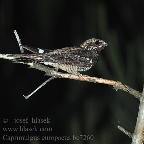 Lappantyúfélék Európai lappantyú Lelek kozodój Caprimulgus europaeus Nightjar Ziegenmelker Nachtschwalbe Engoulevent d'Europe Chotacabras Gris Lelek lesní kozodoj Natravn Nachtzwaluw Kehrääjä Succiacapre Nattravn Nattskärra 欧夜鹰 Козодой обыкновенный ヨアロッパヨタカ السُّبَد Γιδοβύζι Noitibó Europa Дрімлюга Europese Naguil Çobanaldatan תחמס אירופאי Lelek lesný obyčajný Podhujka Leganj mracnjak