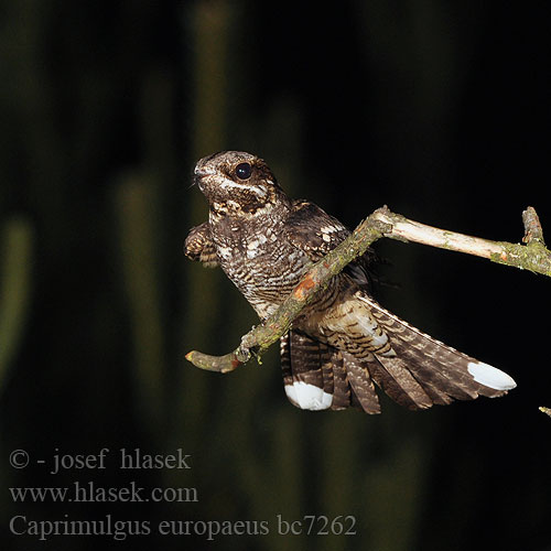 Lelek kozodój Caprimulgus europaeus Nightjar Ziegenmelker Nachtschwalbe Engoulevent d'Europe Chotacabras Gris Lelek lesní kozodoj Natravn Nachtzwaluw Kehrääjä Succiacapre Nattravn Nattskärra 欧夜鹰 Козодой обыкновенный ヨアロッパヨタカ السُّبَد Γιδοβύζι Noitibó Europa Дрімлюга Europese Naguil Çobanaldatan תחמס אירופאי Lelek lesný obyčajný Podhujka Leganj mracnjak Lappantyúfélék Európai lappantyú