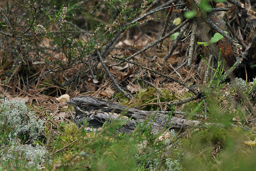 Caprimulgus europaeus Nightjar