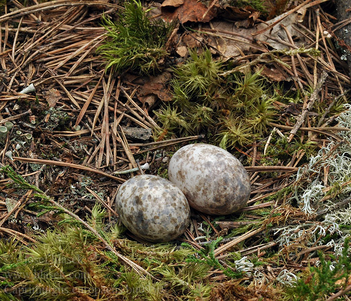 Caprimulgus europaeus Ziegenmelker Nachtschwalbe