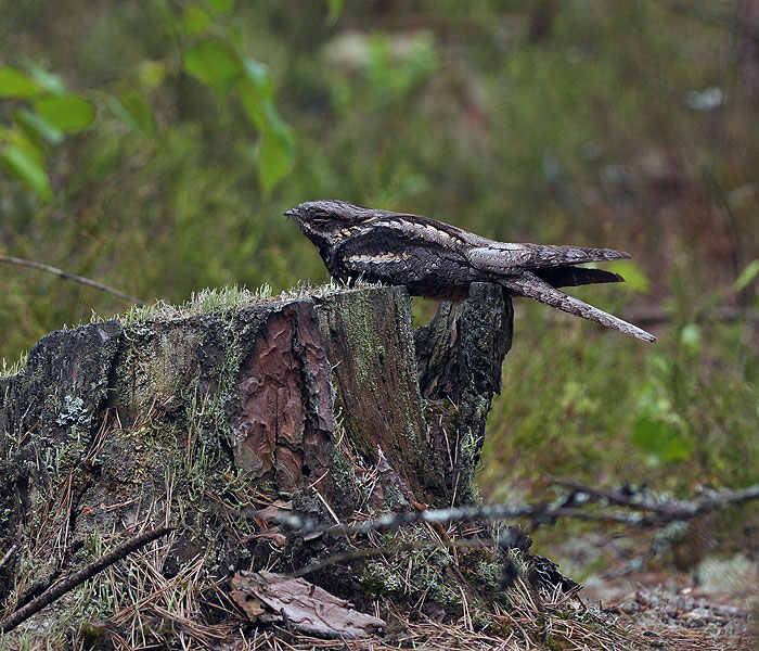 Caprimulgus europaeus Engoulevent d'Europe