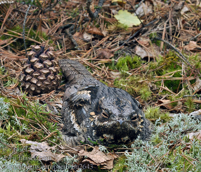 Caprimulgus europaeus Chotacabras Gris