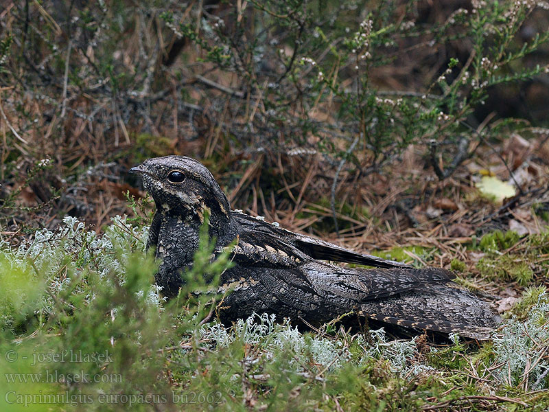 Caprimulgus europaeus Lelek lesní kozodoj