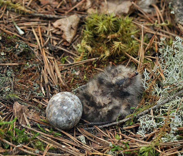 Caprimulgus europaeus Lelek kozodoj lesní