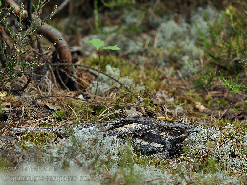 Caprimulgus europaeus Natravn