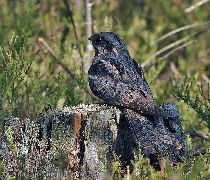 Caprimulgus europaeus Nachtzwaluw