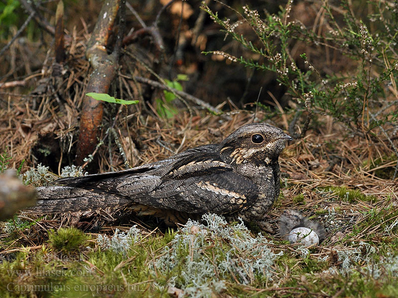 Caprimulgus europaeus Kehrääjä