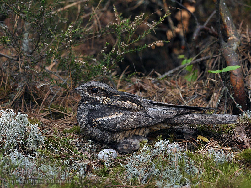 Caprimulgus europaeus Succiacapre