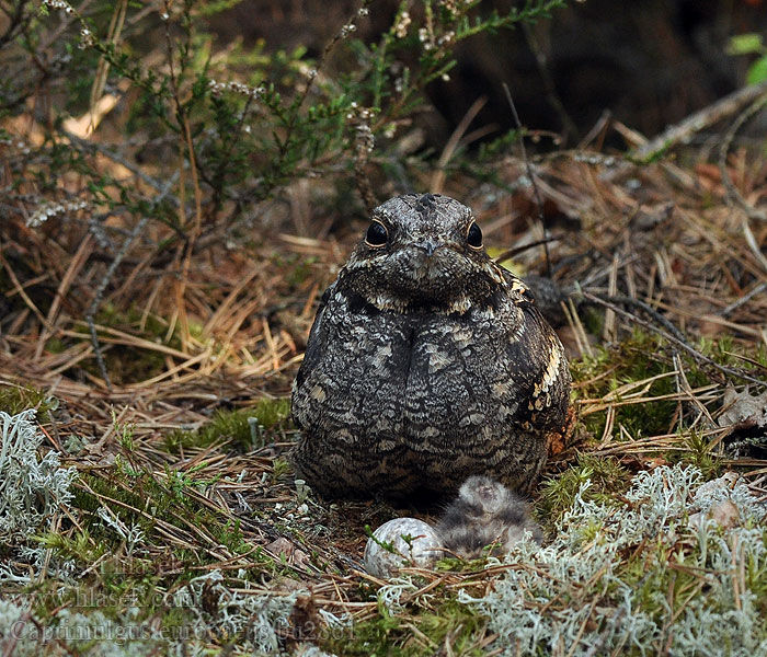 Caprimulgus europaeus Nattskärra