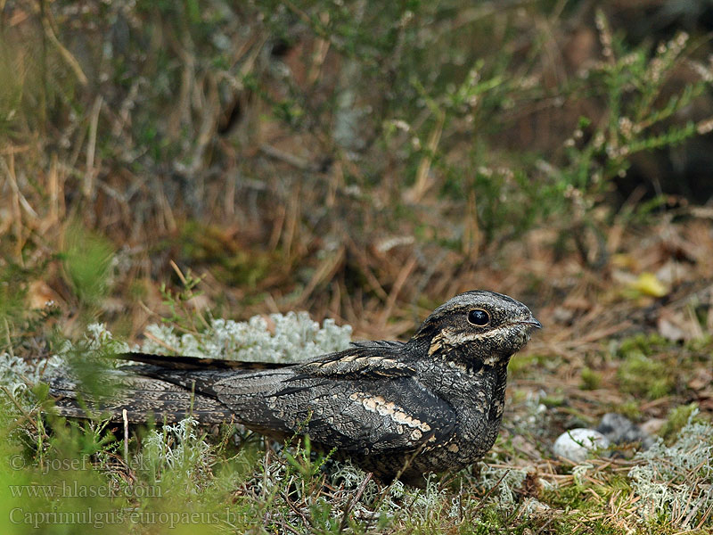 Caprimulgus europaeus 欧夜鹰