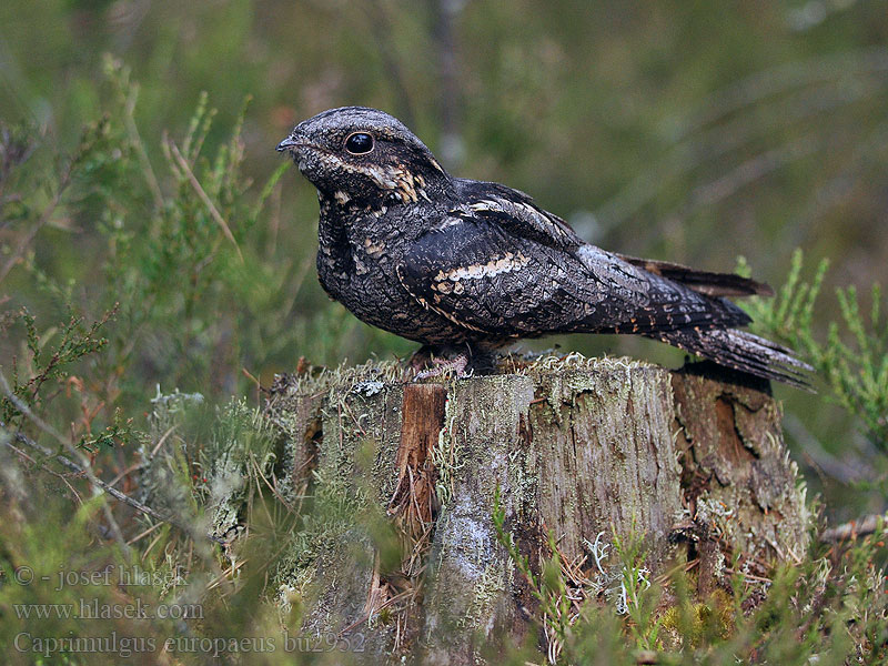 Caprimulgus europaeus Козодой обыкновенный