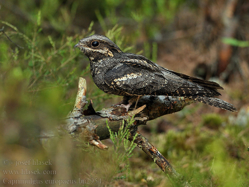 Caprimulgus europaeus ヨアロッパヨタカ