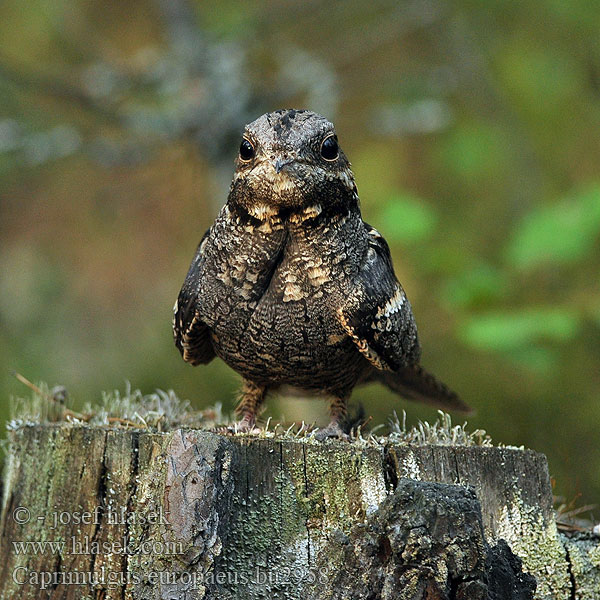 Caprimulgus europaeus Γιδοβύζι