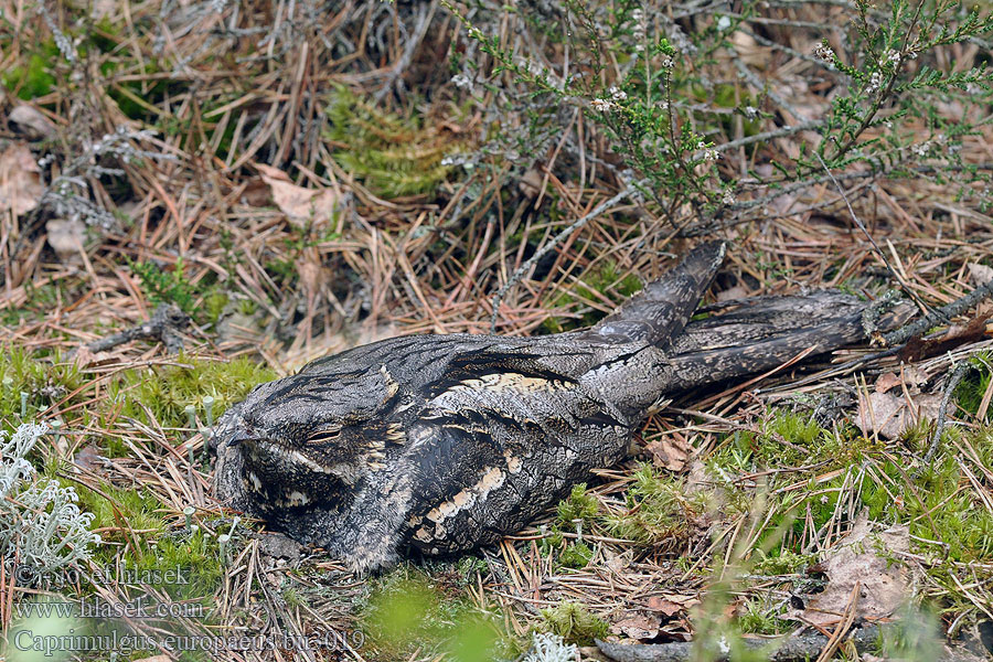 Caprimulgus europaeus Noitibó Europa