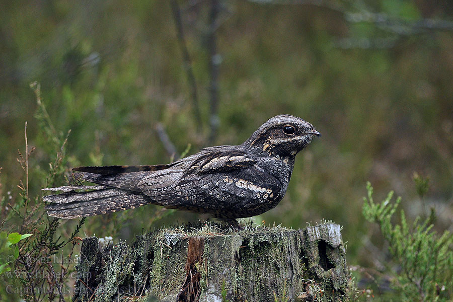 Caprimulgus europaeus Дрімлюга