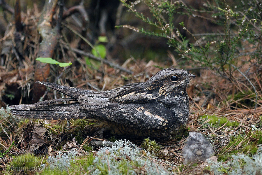 Caprimulgus europaeus Europese Naguil