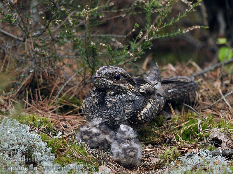 Caprimulgus europaeus Çobanaldatan