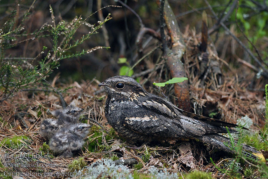 Caprimulgus europaeus Lelek lesný obyčajný