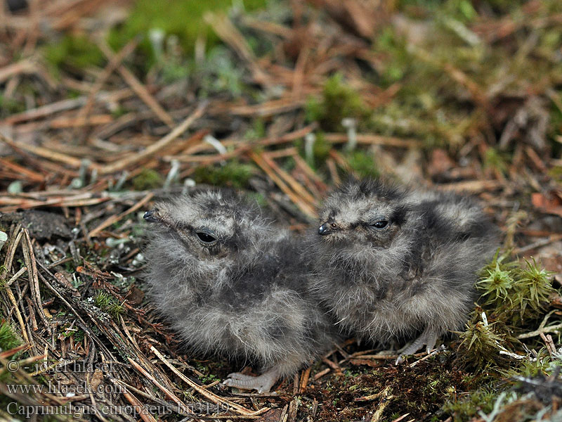 Caprimulgus europaeus Podhujka