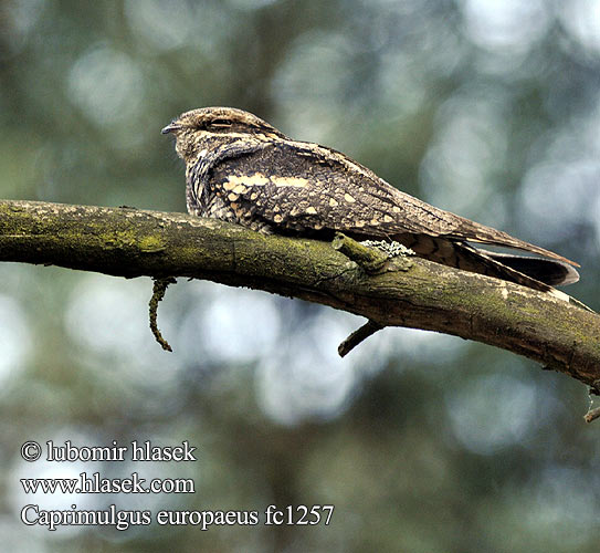 Nightjar Ziegenmelker Nachtschwalbe Engoulevent d'Europe Chotacabras Gris Lelek lesní kozodoj Natravn Nachtzwaluw Kehrääjä Succiacapre Nattravn Nattskärra 欧夜鹰 Козодой обыкновенный ヨアロッパヨタカ السُّبَد Γιδοβύζι Noitibó Europa Дрімлюга Europese Naguil Çobanaldatan תחמס אירופאי Lelek lesný obyčajný Podhujka Leganj mracnjak Lappantyúfélék Európai lappantyú Lelek kozodój Caprimulgus europaeus