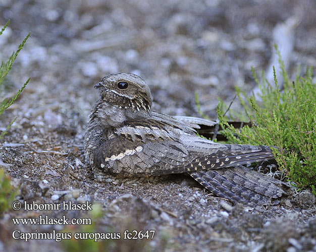 Caprimulgus europaeus fc2647