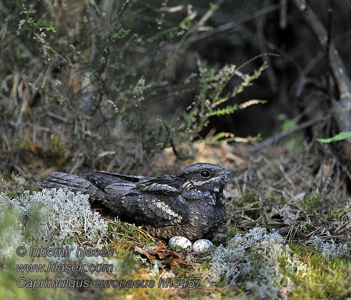 Caprimulgus europaeus Leganj mracnjak