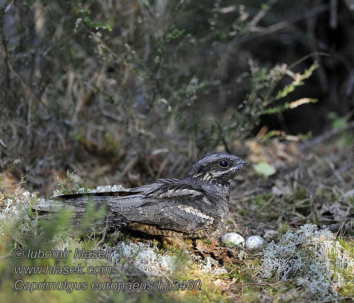 Caprimulgus europaeus Lappantyúfélék Európai lappantyú