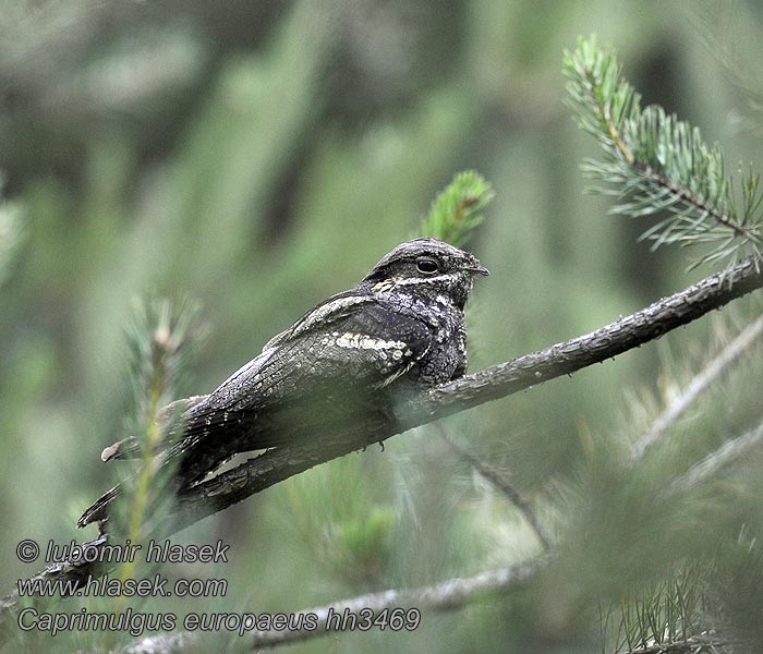 Caprimulgus europaeus Lelek kozodój