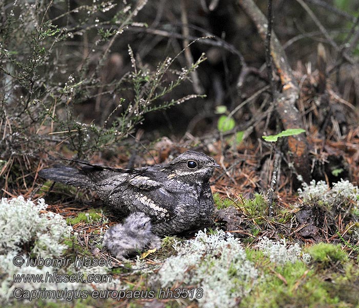 Lelek lesní kozodoj Caprimulgus europaeus