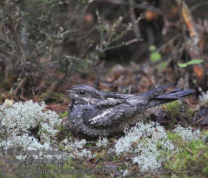 Nightjar Caprimulgus europaeus