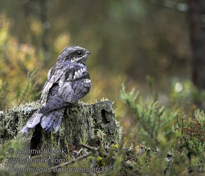 Lelek lesní kozodoj Nightjar Ziegenmelker Nachtschwalbe Engoulevent d'Europe Chotacabras Gris Caprimulgus europaeus