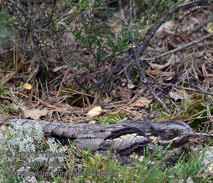 Chotacabras Gris Caprimulgus europaeus