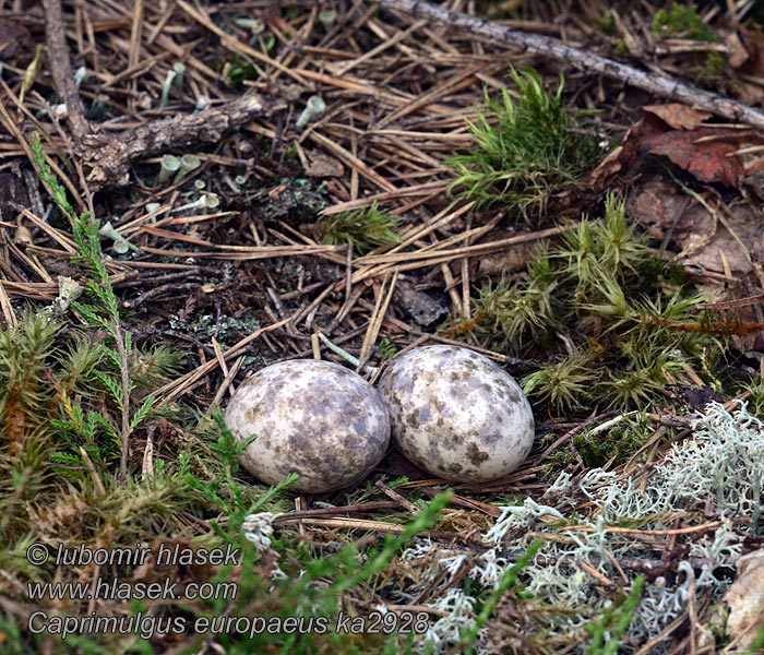 Lelek lesní kozodoj Caprimulgus europaeus