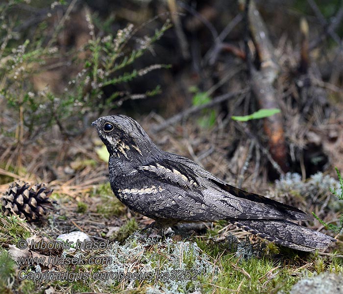 Natravn Caprimulgus europaeus