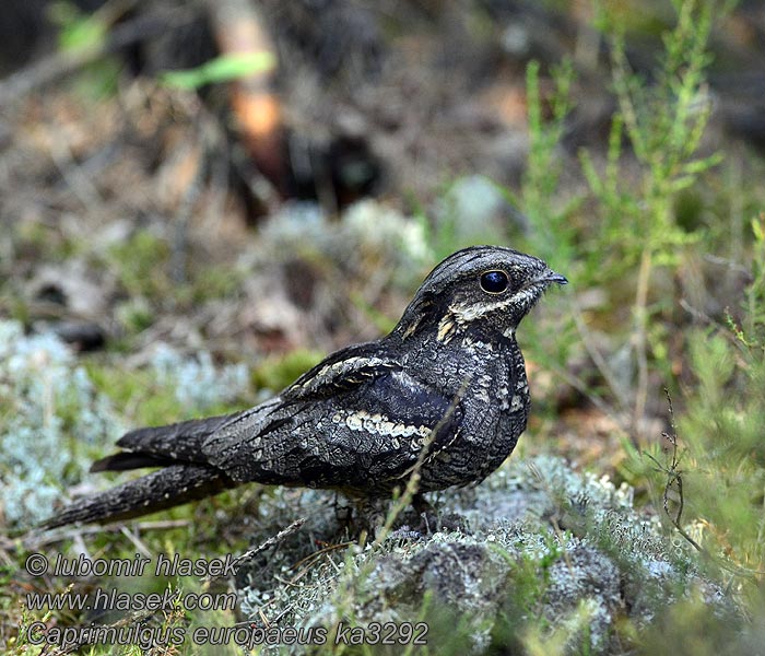 Nachtzwaluw Caprimulgus europaeus