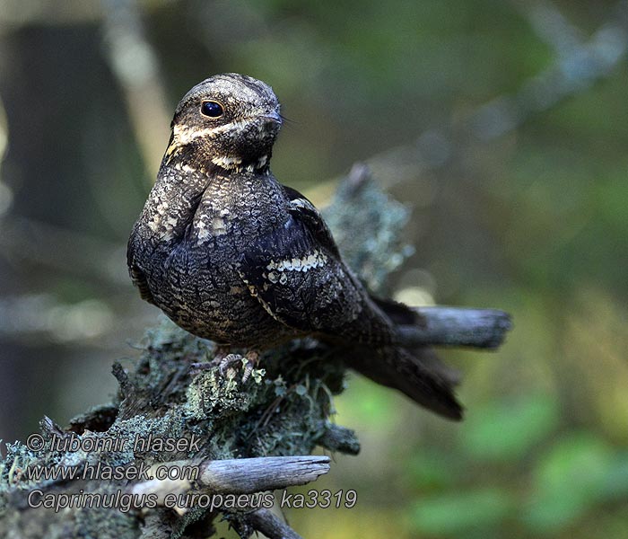 Kehrääjä Caprimulgus europaeus