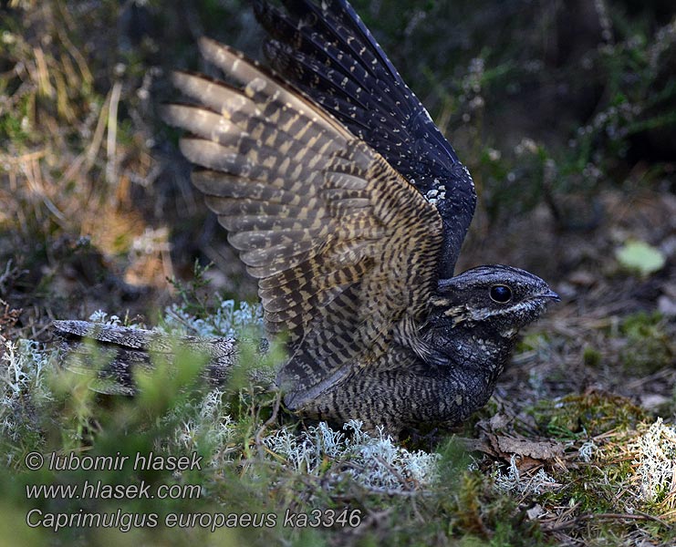 Succiacapre Caprimulgus europaeus