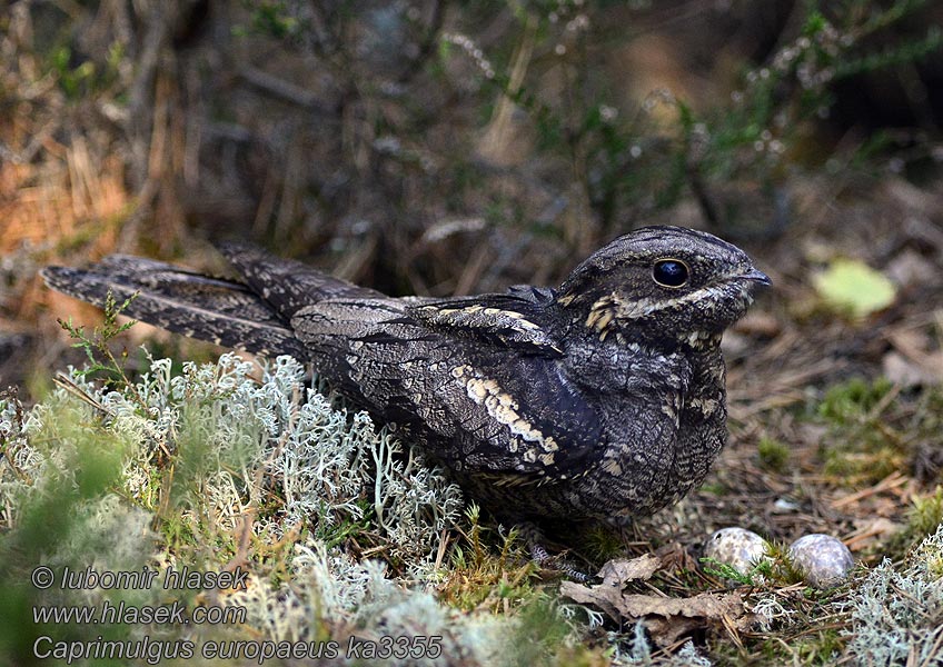 Nattskärra Caprimulgus europaeus