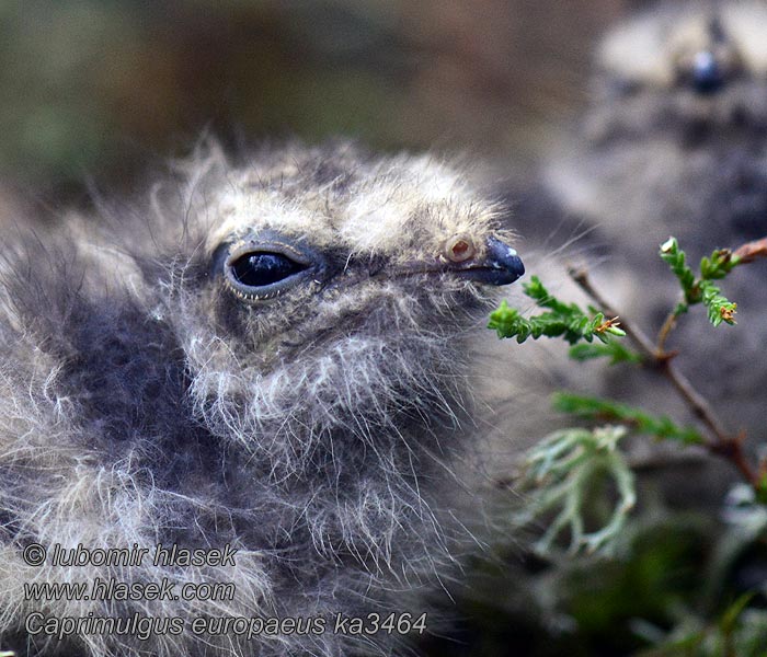 欧夜鹰 Caprimulgus europaeus