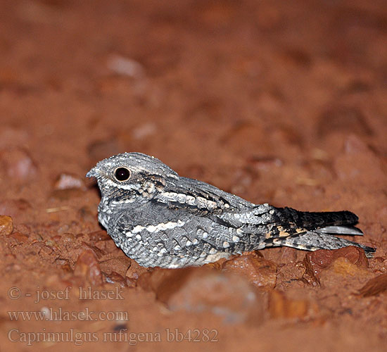 Caprimulgus rufigena Rufous-cheeked Nightjar Lelek rezavolící tmavý Zügelnachtschwalbe Sørgenatravn Chotacabras Oscuro Ruskovyökehrääjä Engoulevent joues rousses Succiacapre fosco africano ホオアカヨタカ Grijsbruine Nachtzwaluw Lelek akacjowy Noitibo faces vermelhas Rooiwangnaguil Rumbamba Datiwa Semanama Kirukanjia Shavu-jekundu Leubauba Mahulwana