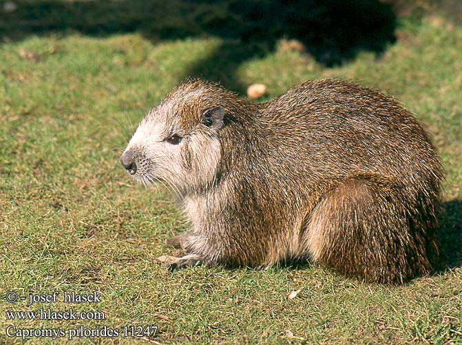 Capromys pilorides Cuban hutia Desmarest's Conga hutia Roditore Cuba Hutiaconga Hutia kubańska Hutie kubánská Jutía conga Hutiaconga Хутия конга кубинская цепкохвостая Kubai famászópatkány