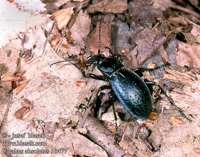 Carabus absoletus Bystruška lesklá Střevlík