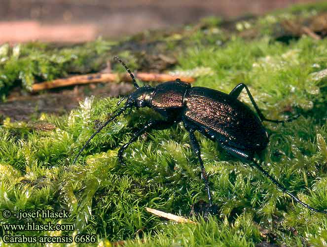 Carabus arcensis Hügel-Großlaufkäfer Biegacz górski Střevlík polní