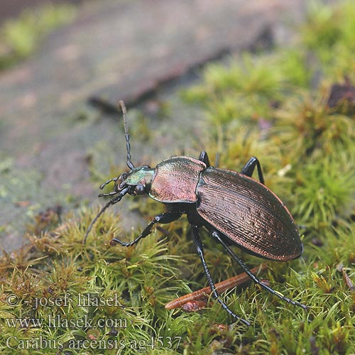 Carabus arcensis