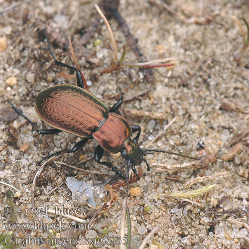 Carabus arcensis Biegacz górski Střevlík polní Hügel-Großlaufkäfer