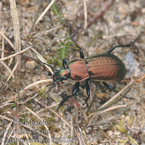 Carabus arcensis Střevlík polní Hügel-Großlaufkäfer