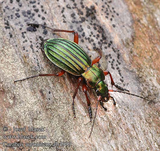 Carabus auronitens Жужелица золотистоблестящая Goudglanzende loopkever Aranyos futrinka Goldglänzender Laufkäfer Biegacz zielonozłoty Bystruška zlatá střevlík zlatolesklý