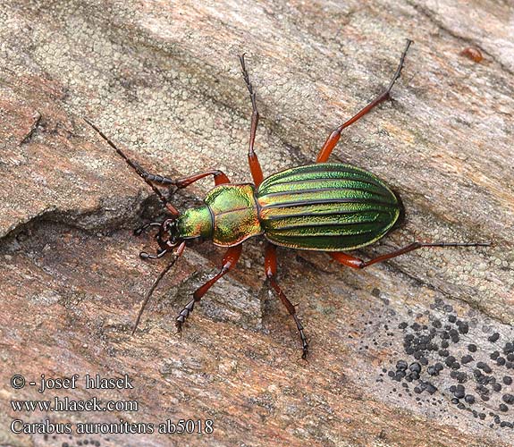 Carabus auronitens Aranyos futrinka Жужелица золотистоблестящая Goldglänzender Laufkäfer Biegacz zielonozłoty Bystruška zlatá střevlík zlatolesklý